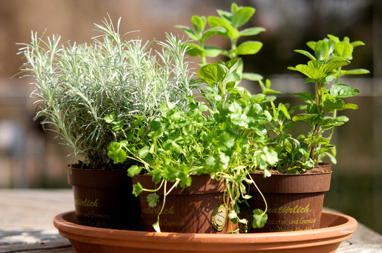 Herbs In A Pot