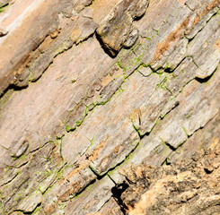 Closeup shoot of old tree bark.