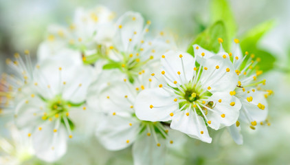 Closeup shoot of white cherry blossom at spring time.