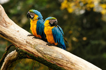 two parrots sitting on a bole