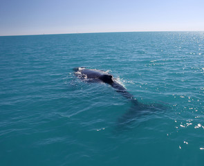 Naklejka premium Humpback Whale in Australia (Whitsundays Islands)