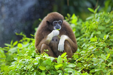 Gibbon monkey