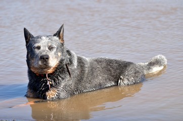 Bouvier australien