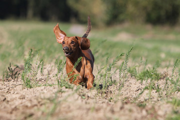 teckel running on the field