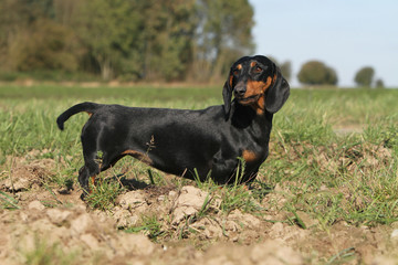 beautiful teckel - Schön dachshund