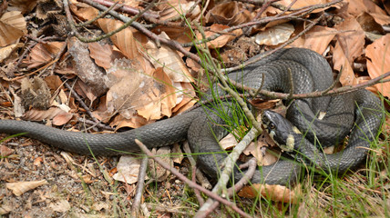 Closeup for grass snake in spring forest