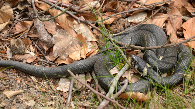 Closeup for grass snake in spring forest