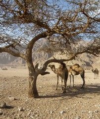 desert camel