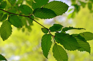 Springtime: fresh, lime green leaves