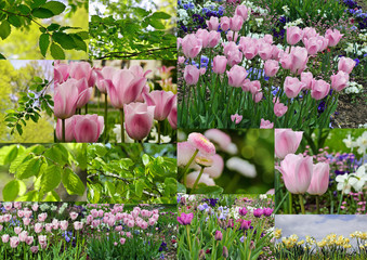 Springtime: Collage of spring flowers and lime green leaves