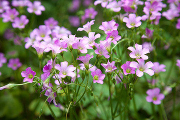 Pink oxalis(Oxalis corymbosa) in garden