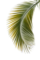 Feuille de palmier