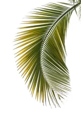 Wall murals Palm tree Leaf of palm tree