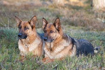 German sheepdogs