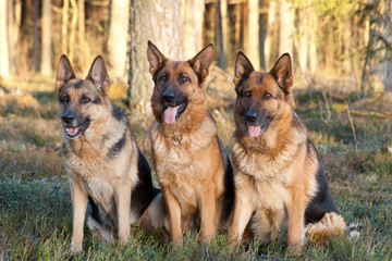 German sheepdogs
