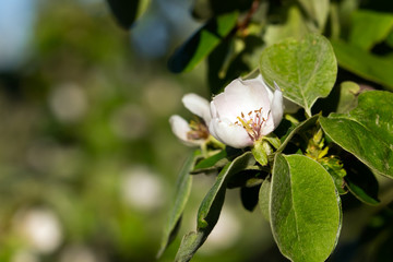 Blüte von Quitte