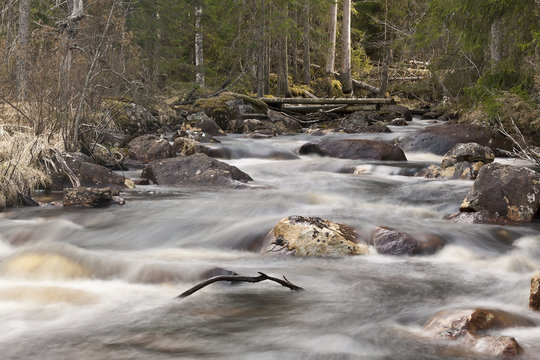 Spring stream running through forest