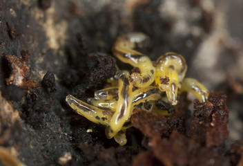 Larva on wood, extreme close-up