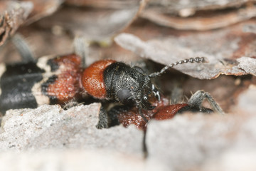 Mating ant beetles (Thanasimus formicarius)
