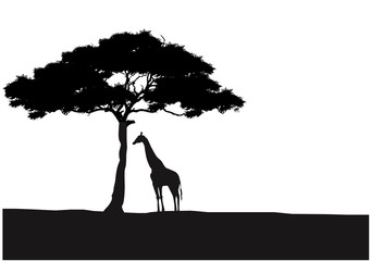 Fototapeta premium Giraffe silhouette background