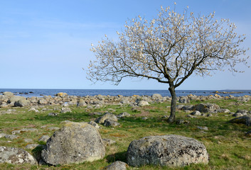 Blooming fruit tree on Swedish sea coast