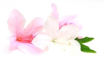 Obraz na płótnie Canvas Kwiat azalia różu i bieli