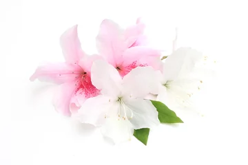 Zelfklevend Fotobehang Witte en roze azalea bloemen © kyonnta