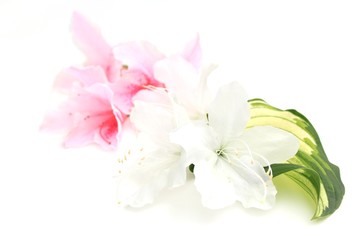 白とピンクのツツジの花