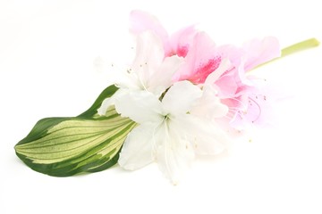 Obraz na płótnie Canvas 白とピンクのツツジの花