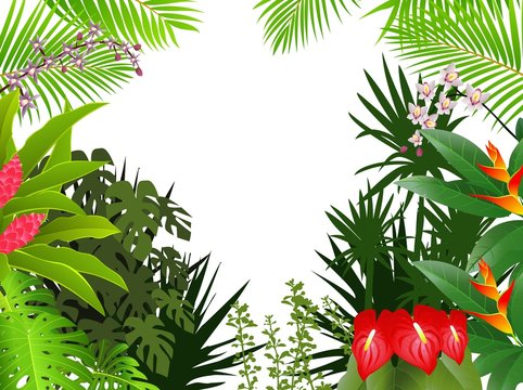 tropical forest background