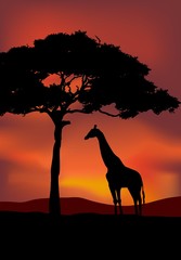 African sunset background with giraffe silhouette