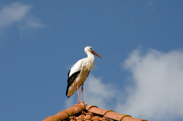 the stork on the roof