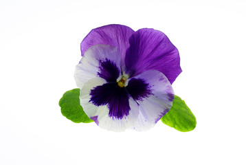 viola