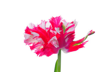 tulip