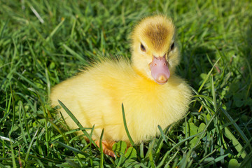 Young Duckling sitting in grass