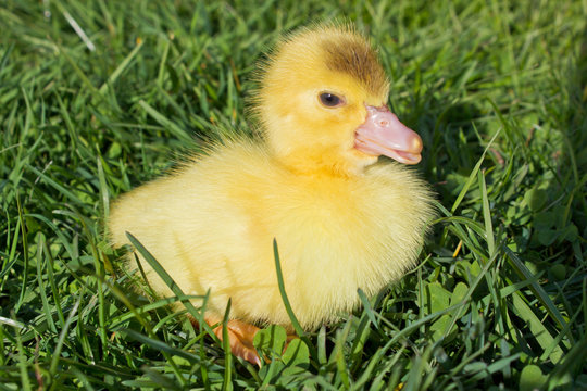 Young Duckling sitting in grass