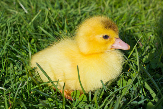 Young Duckling sitting in grass
