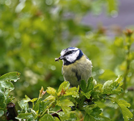 Blue Tit in Rain