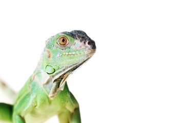 Green iguana