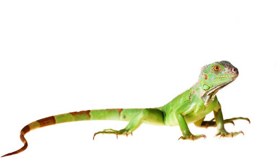 Naklejka premium Green iguana
