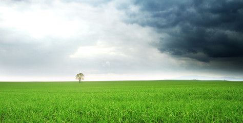 lonely tree on a field