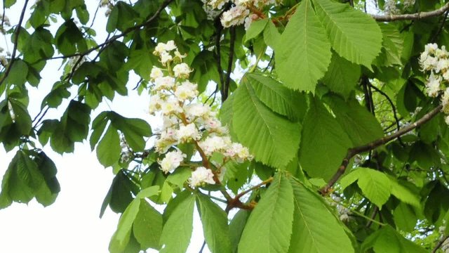 Kastaniebl&uuml;te