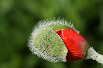 Mohnblüte, poppy flower