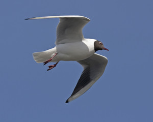Black-headed gull flying on the blue sky