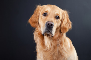 golden retriever dog on black - obrazy, fototapety, plakaty