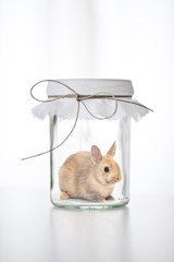Kaninchen im Glas