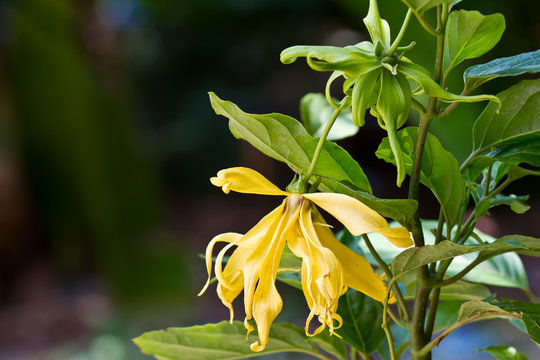 Flowers Ylang-Ylang, for the manufacture of essential oil