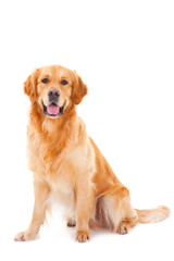 golden retriever dog sitting on isolated  white - 41206993