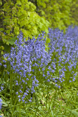 Fototapeta premium Native english bluebells