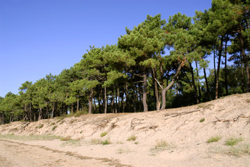 Dune of La Coubre with pine trees